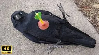 Thumbnail: Overdramatic Parrots, Crows... That Deserve an Oscar 😂 Funniest Birds 2026