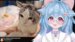 Thumbnail: funny memes that meow | VTuber Comfy reacts to UNUSUAL MEMES