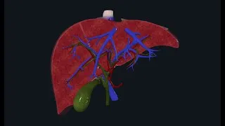 Thumbnail: Comprendre l'ANATOMIE DU FOIE (+segmentation hépatique)