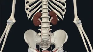 Thumbnail: Comprendre l'ANATOMIE DU REIN 3D