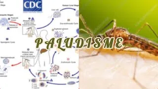 Thumbnail: Comprendre le cycle évolutif du PALUDISME ( + QCMs )