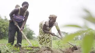 Thumbnail: Ambriz Agroforestry baseline work