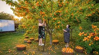 Thumbnail: Harvesting Fresh Apricots – Homemade Apricot Jam & Pie Recipe! 🍑