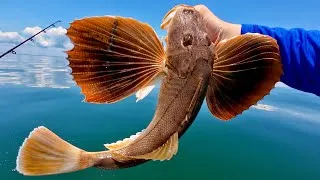 Thumbnail: Taking Out The Trash(Fish) | Sea Robin Massaman Curry