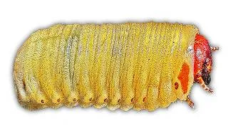 Thumbnail: Grub Music🐛