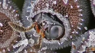 Thumbnail: HyperHyperHyperParasitoidism