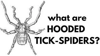 Thumbnail: What Are Hooded Tick-Spiders?