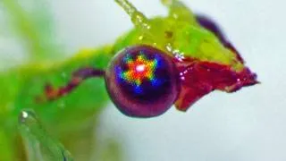 Thumbnail: How Do Compound Eyes Work?