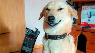 Thumbnail: GUILTY Dogs Who Deserve An Oscar For Their Acting 😂 Funniest Dog Videos