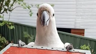 Thumbnail: Get a Cockatoo They Said, It Will Be Fun! 🤣 Funny Parrot Videos