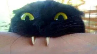 Thumbnail: Cats Being Weird for No Reason 😂 Funniest Cat Videos | Cool Pets