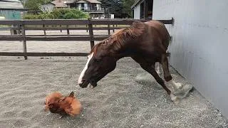Thumbnail: FUNNIEST Farm Animals Ever 😂 Try Not To Laugh | Cool Pets
