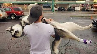 Thumbnail: When Dogs Suddenly Realize They're at the Vet 😂 Funniest Dog Reactions | Cool Pets