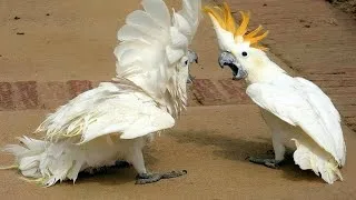 Thumbnail: The FUNNIEST PARROTS On The Planet! 🤣 Funny Birds Video | Cool Pets