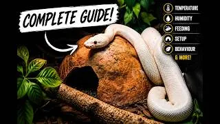 Thumbnail: Ball Python Care Guide 2026 | Everything You Need to Know
