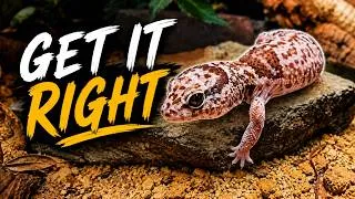 Thumbnail: Complete Beginner's Guide To African Fat-Tailed Gecko