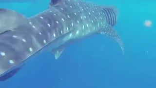 Thumbnail: How dolphins & whales breathe? Fun facts about animal lungs! Chronic Obstructive Pulmonary Disease!