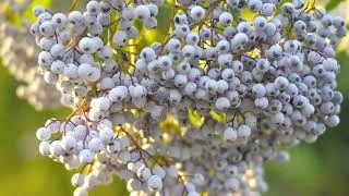 Thumbnail: Is elderberry good for lung health? Study review playlist: Living Healthy with COPD!