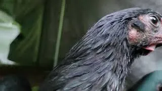 Thumbnail: Beaks not messing around!!!