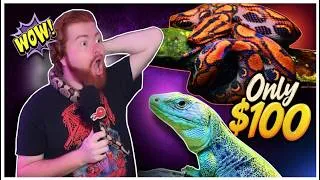 Thumbnail: Reptiles That Look Expensive (But Are Surprisingly Affordable)!