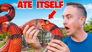 Thumbnail: This Snake Started Eating Itself…But Why?