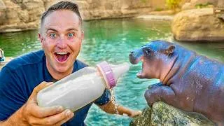 Thumbnail: I Babysat the World’s Most Famous Baby Hippo