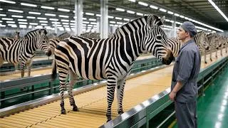 Thumbnail: Inside the Zebra Leather Factory — How Rare Striped Zebra Leather Becomes Luxury Bags (Full Process)