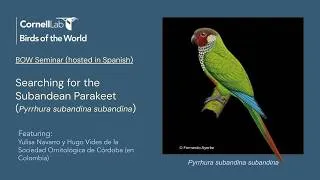 Thumbnail: Searching for the Subandean Parakeet [Spanish Language Live Event Recording]