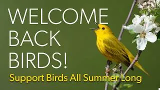 Thumbnail: Support Birds All Summer Long | Welcome Back Birds! [Live Event Recording]