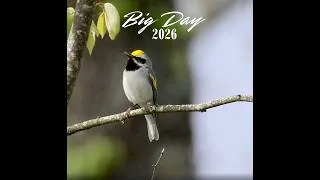 Thumbnail: Big Day 2026: Team Sapsucker Found 306 Species in North Carolina and Guatemala!