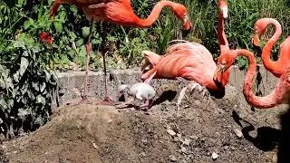 Thumbnail: Young flamingo chick climbing up to nest at Paradise Park in Cornwall