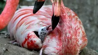 Thumbnail: Flamingo chick feeding 6 days old - Paradise Park in Cornwall, UK
