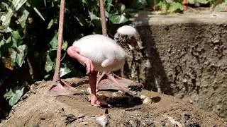 Thumbnail: Cute flamingo chick raises leg for first time - Paradise Park in Cornwall
