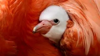 Thumbnail: Caribbean Flamingo Chick Hatches at Paradise Park Wildlife Sanctuary in Cornwall