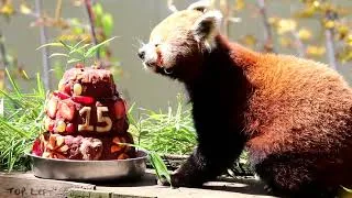 Thumbnail: Jai-Li the Red Panda's 15th birthday at Paradise Park Wildlife Sanctuary in Hayle