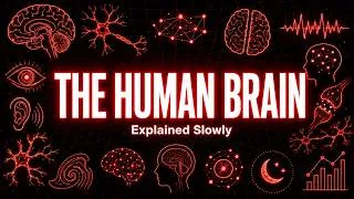 Thumbnail: Every Confusing Thing About The Human Brain Explained Slowly (For Sleep)