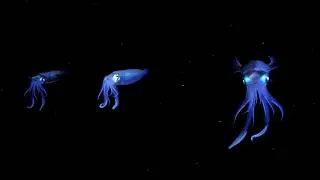 Thumbnail: 10 Hours Of Vibrant Coral Reef Organisms At Night 4K