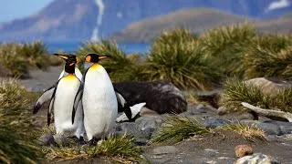 Thumbnail: 10 Hours Of The Penguins And Seals Of South Georgia Island Relaxing And Squabbling 4K