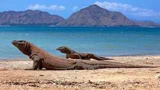 Thumbnail: 10 Hours Of Scaly Komodo Dragons On Their Island Homes 4K