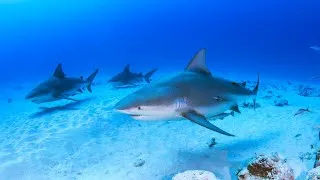 Thumbnail: 10 Hours Of Streamlined Bull Sharks Swimming In Their Natural Habitat 4K
