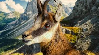 Thumbnail: 10 Hours Of Agile Chamois In Their Rugged Mountain Habitats 4K