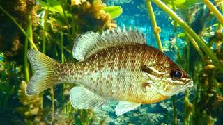 Thumbnail: 10 Hours Of Freshwater Fish Calmly Swimming In A Clear Florida Spring 4K