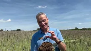 Thumbnail: Regenerative agriculture: It starts and ends with the soil
