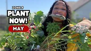 Thumbnail: Don't Wait: 20+ Crops Thriving in Zone 9 Heat This Season