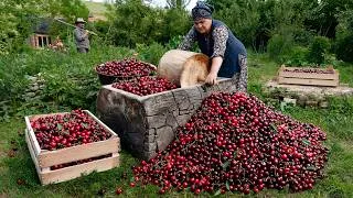Thumbnail: Cherry Harvest Season – Preserving Summer for Winter 🍒🌿