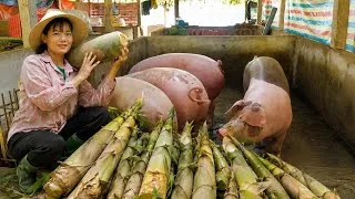 Thumbnail: Cooking pig feed the traditional way and easily making money from wild bamboo shoots. ( Ep 444 )