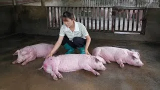 Thumbnail: Full video: Buying cheap piglets, farm owner nearly goes bankrupt due to African swine fever. Ep 442