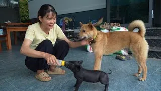 Thumbnail: Kieu adopted a piglet that survived African swine fever. ( Ep 441 )