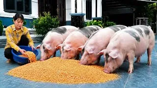 Thumbnail: The secret to processing corn into special dishes for both pigs and humans. ( Ep 440 )