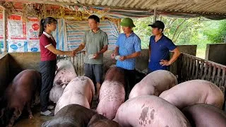 Thumbnail: The pigs that survived the African swine fever outbreak were sold to traders. ( Ep 439 )
